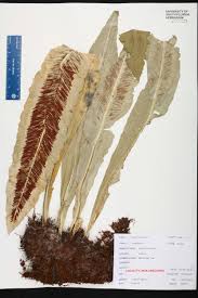 Image result for Aspleniaceae