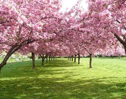 Dengan hadirnya media digital, manusia makin kreatif dalam berkarya. Unduh 48 Koleksi Background Pemandangan Taman Bunga Sakura Gratis Terbaik Download Background