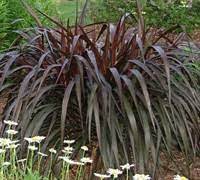 Finally, a hardy purple fountain grass! Princess Caroline Purple Fountain Grass Pennisetum 1 Gallon Ornamental Grass Annual Bedding Pennisetum Fountain Grasses Gardener Direct