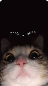 Picture deep information for background warna pink lucu koleksi gambar hd's wallpaper. ð¶ð'¢ð'¡ð'' ð'ð'Žð'¡ ð'¤ð'Žð'™ð'™ð'ð'Žð'ð''ð'Ÿ Bayi Kucing Wallpaper Layar Kunci Iphone Lock Screen Wallpaper