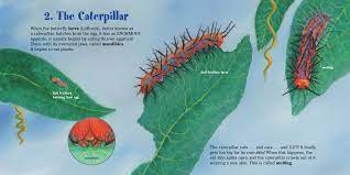 Butterflies In 2021 Butterfly Caterpillar Eating Plant Leaves