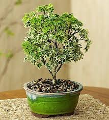 Why is my ming aralia dropping leaves? Aralia Miniature White Nurture Plant