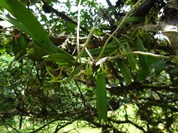 Image result for Angraecum moandense