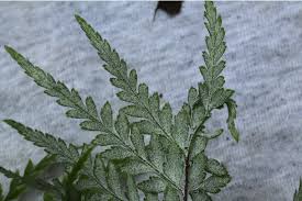 Image result for Pityrogramma calomelanos