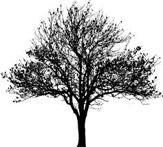 Download Apple Tree Png Free Use Free Apple Tree Use Png Transparent Images 11714 Pngio