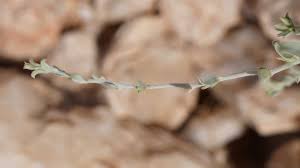 Image result for Seddera