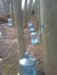 Image result for tree sap collection