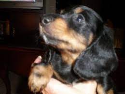 Dachshund puppies for sale and dogs for adoption in michigan, mi. Dachshund Puppies In Michigan