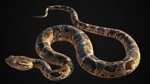 3d Model Realistic Snake Turbosquid 3d Model Snake Model