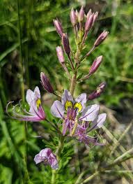 Image result for Dyschoriste tanganyikensis