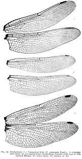 Detail Of Dragonfly Wings 750 1443 Dragonfly Drawing Dragonfly Art Insect Art
