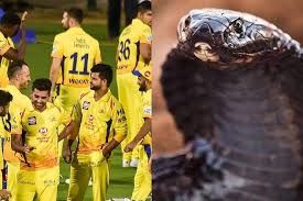Chennai super kings are at a place where it really doesn't matter if they win. Ipl 2018 Cobras In Csk Vs Kkr Match This Threat Is Tvk S Velmurugan S Masterplan To Get Today S Match Cancelled The Financial Express