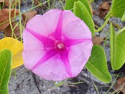 Image result for Convolvulaceae