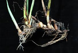 Image result for Fuirena leptostachya