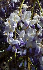 Image result for Wisteria sinensis