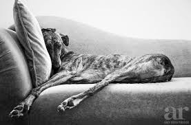 Black And White Greyhound Large Wall Art Sleeping Greyhound Art Black And White Greyhound Photograph Greyhound Gift Dog Print Oversized Art Rescue With Images Dog Photograph Greyhound Gift Greyhound Pictures