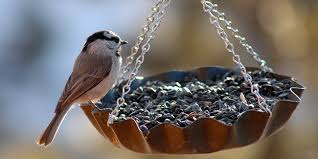 Emboîter le haut dans le fond de la bouteille. Comment Fabriquer Une Mangeoire A Oiseaux