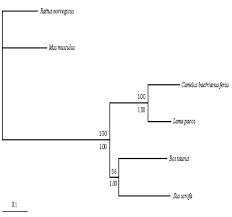 This change happened in 2010 when the fda said that camels is one of my favorite brands, you will enjoy it if you are a non menthol. A Complete Mitochondrial Genome Sequence Of The Wild Two Humped Camel Camelus Bactrianus Ferus An Evolutionary History Of Camelidae Bmc Genomics Full Text