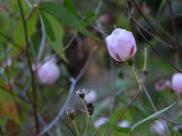 Image result for Azanza lampas