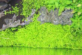 Image result for Utricularia