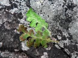 Image result for Asplenium rutifolium