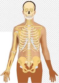 We did not find results for: Kerangka Manusia Tubuh Manusia Tulang Homo Sapiens Manusia Manusia Anatomi Perut Png Pngwing