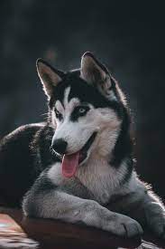 We would like to show you a description here but the site won't allow us. 750 Husky 4k Pictures Hd Download Free Images On Unsplash