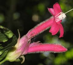 Image result for Mimulopsis excellens