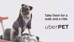 *warning:grahic*uber eats driver murdered.cnn says he died in a motor vehicle accident. Uber Pet Get Paid More To Transport Passengers Pets