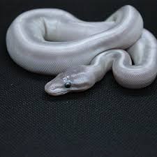  february 16, 2021  roblox egg hatching simulator codes roblox codes. Babies Hatched 1 25 2021 Pairing Was A Mojave To A Phantom Lesser 3 Sneks