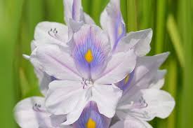 Image result for Pontederia crassipes