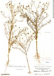 Image result for Schkuhria pinnata