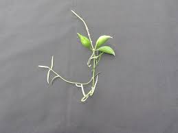 Image result for Secamone parvifolia