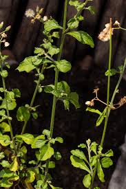 Image result for Vernonia cinerea