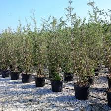 Image result for Quercus suber