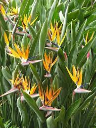 The Bird Of Paradise Rhizome Grows Into A Beautifully Colored Flowering Plant Jardines Tropicales Plantacion De Arboles Plantas Con Flores