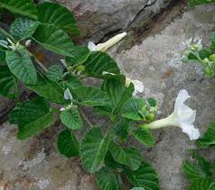 Image result for Ipomoea albivenia
