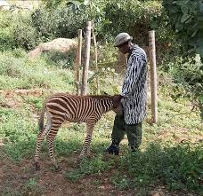 Caregivers of orphaned zebra named Diria wear special jackets printed with zebra stripes. The striped pattern helps the foals recognize their human caretakers as mother figures, giving them a feeling of comfort