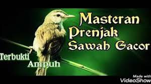 Entdecke rezepte, einrichtungsideen, stilinterpretationen und andere ideen zum ausprobieren. Pancingan Prenjak Sawah Betina Nembak Rapat Sangat Cocok Untuk Masteran Murai Batu Siap Tarung