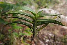 Image result for Cyrtorchis arcuata