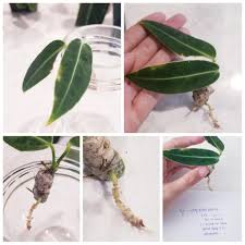Bloody mary philodendron can tolerate being far from a window and light source. Have Anthurium Warocqueanum Iso Monstera Aurea Philodendron Caramel Marble Philodendron Strawberry Shake Philodendron White Knight White Princess Homalomena Rubescens Variegated Variegated Frydek Rarehouseplantsbst