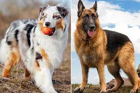 It is said that the australian shepherd is a very different breed. 14 Eye Opening Differences Between Australian Shepherds And German Shepherds Anything German Shepherd