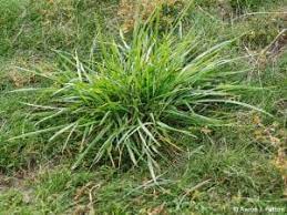 It became popular, especially in northern climates, because of its resistance to heat, cold and drought. Is This Crabgrass Sharp Lawn Care