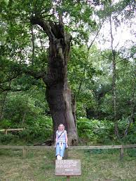 Sherwood Forest Is A Royal Forest In Nottinghamshire England Famous By Its Historical Association With The Leg Sherwood Forest Nottinghamshire Nature Reserve