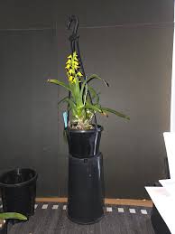 Image result for Polystachya valentina