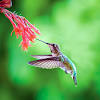 You can make homemade nectar with table sugar and water at about the same ratio as a treat to attract these feathered friends. Https Encrypted Tbn0 Gstatic Com Images Q Tbn And9gcryecg2ok1yrbgc 0msdtaboelq9kn2 D7tbj 1xwq Usqp Cau