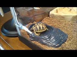 Pic hide this posting restore restore this posting. Unboxing My Hatchling Hermann Tortoise Youtube