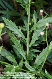 Image result for Senecio madagascariensis