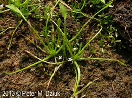 Image result for Limosella