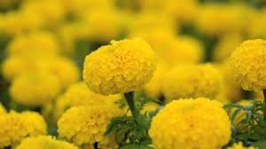 It thrived in the heat and humidity of southern summers. Shutterstock